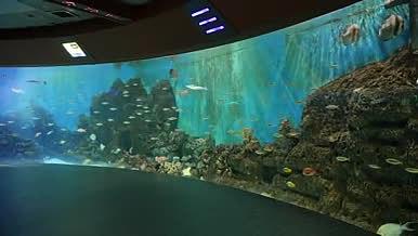 4k海洋馆里游动的各类鱼实拍视频的预览图
